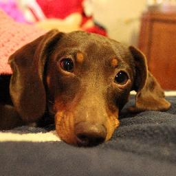 RstoutBAOK's profile picture. 