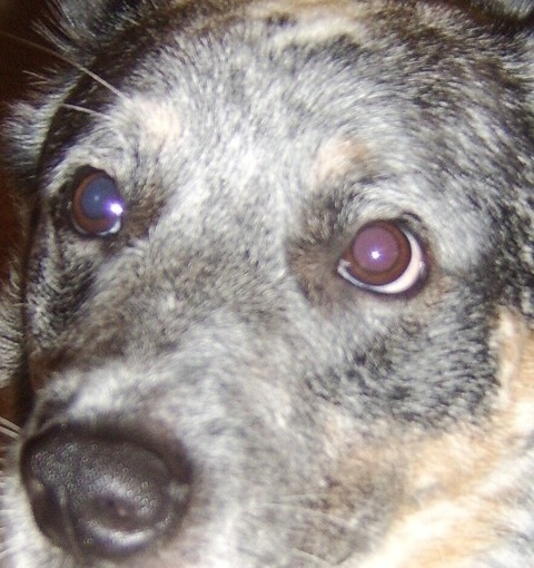 Codathedog's profile picture. 