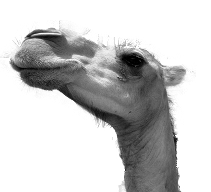 elbeans's profile picture. 