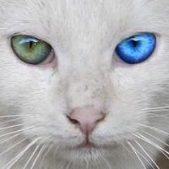 FPSのMAGしてます。
 ゲーム配信生主さんを中心に
 フォローさせていただいていますというのは仮の姿　GOWILD実践者
 vwo vt hdv vym