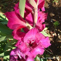 FrancSilar's profile picture. 