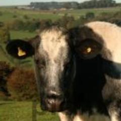 What cows say