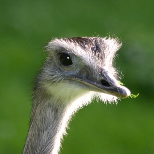 Education Manager at the Curraghs Wildlife Park, Isle of Man. Follow me for your Twitter fix of penguins, pandas, meerkats and more