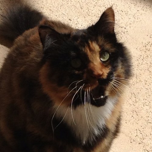 I'm a Maine Coon. My owners are Ashley & Seth. I like to scratch furniture & chase anything that runs or looks tasty.
