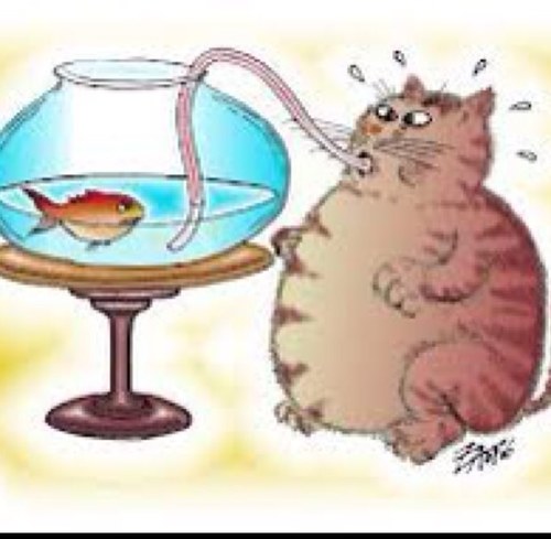 FatsoMcCatso's profile picture. I don't even know what a cat is. That's nothing to do with me. Also you now owe me £100 for those cats you just bought from me. What is a cat again?