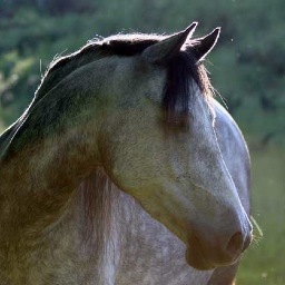 Polmartin Riding is a BHS Approved Riding School and Place to Train set in the stunning Cornish countryside offering horse riding lessons and riding out.