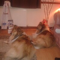 Sandra Findlay (@findlaysandra) 's Twitter Profile Photo Sandra Findlay (@findlaysandra) 's Twitter Profile Photo