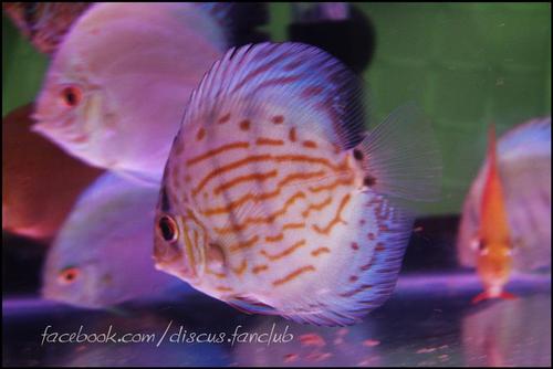 || AM.DISCUSWORLD || Need Discus,Love Discus call us:
090-946-5064,087-071-0099,082-487-9208
|| E-mail: am.discusworld@gmail.com ||