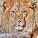 Howard Hawk - @tteofahawk - Twitter