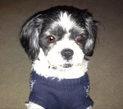 bohnejean's profile picture. 