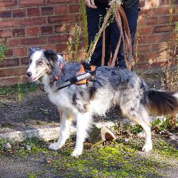 I'm a trainee Mantrailer. My woof mum is @searchdogbreeze