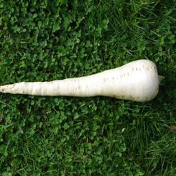 Spanish journalist and novice gardener trying to grow crops other than mushrooms in grey and rainy Belgium (and learning Dutch)