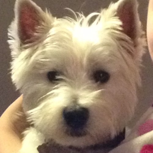 Cheeky chappy lives with mummy and my 3 human sisters. I love to go on walks and play ball and love it when someone tickles my belly woof