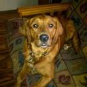 Hattie May  - @DogOfSchmidt - Twitter