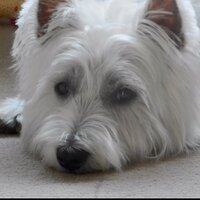 Pet-Shack (@pet_shack__) 's Twitter Profile