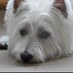 Pet-Shack (@pet_shack__) Twitter profile photo Pet-Shack (@pet_shack__) Twitter profile photo