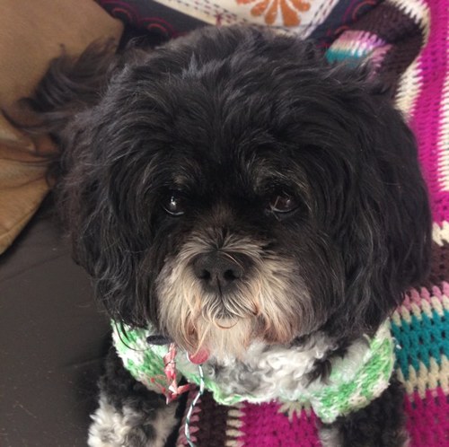 Cooking, collecting, a camera & a cute canine...