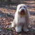 Romeo Bearded Collie (@craftycolliedog) Twitter profile photo Romeo Bearded Collie (@craftycolliedog) Twitter profile photo