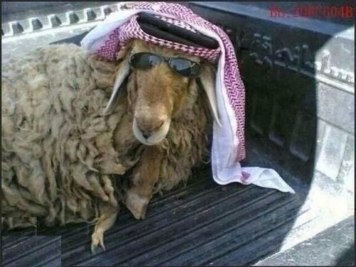 حساب مختص لرتويت وللفله ارجووو المتابعه ،،،