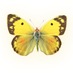 Fine Feather Press (@natureactivity) Twitter profile photo