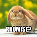 Follow Funny Bunny (@13monkies) Twitter