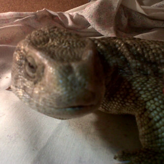 mop's profile picture. Photographer and nature enthusiast