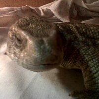 mop (@mop) 's Twitter Profile