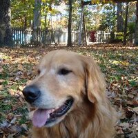 Virginia_Conservative (Alan) (@vaconservative6) 's Twitter Profile