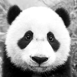 BigBlackBear_'s profile picture. 