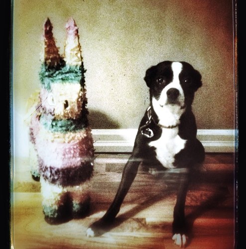 freakfamily613's profile picture. Our first official #sharedspace! A #testkitchen of #recipes. Us, #beinggranola, #stayingpositive, #relationshipsarehardwork, #muaythai & spoiling our #sukidog!