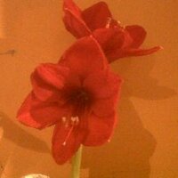 Harriet Arnold (@harrietjarnold) 's Twitter Profile