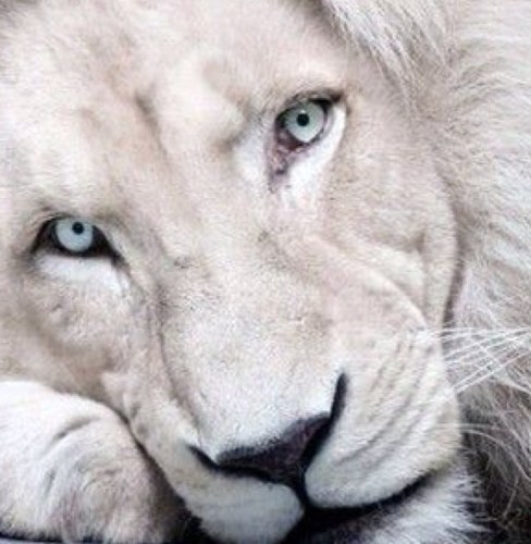 {Roars} I am the Guardian of Kalisa. I will be there for her forever, I will protect her from all harm. {Roleplay}