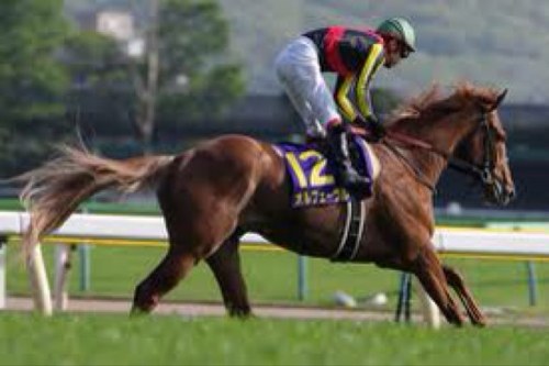麻雀と競馬とラーメン。 ●麻雀/古本和宏p ●競馬→ホッコータルマエ産駒●ジョブーブ２の中の人。