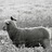 biff_highman's profile image