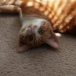 I am a kat. I am on Twatters. Follow 4 Follow