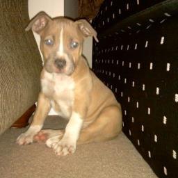 GAG979's profile picture. 