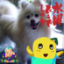 miyukiゎ美ゆき。 (@shunsaiyajun) Twitter profile photo miyukiゎ美ゆき。 (@shunsaiyajun) Twitter profile photo