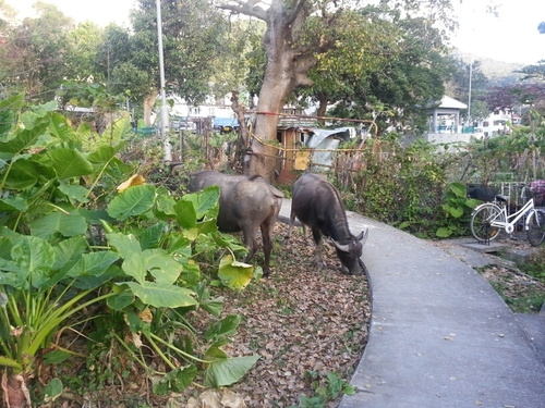 Kerryman living in NZ via HK for an extended period
