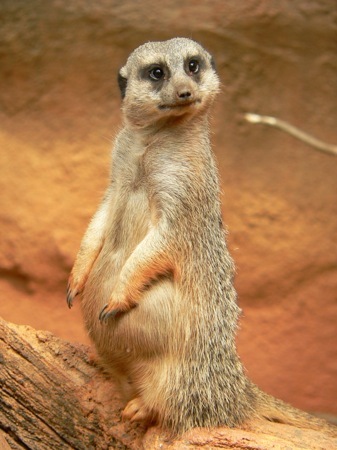 MeercatDotCom's profile picture. DJ, Quizmaster, Entrepreneur - You Name It, I've Probably Done It