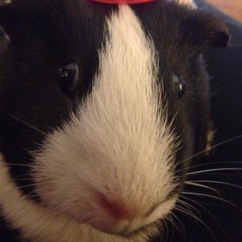 I'm a nice guinea pig owned by Natete. I enjoy long walks to my cage, eating, pooping, sleeping and scratching people. I follow back! CUPCAKE IS MY MAIN HOE