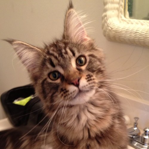 We breed & sell CFA registered Maine Coon kittens.
