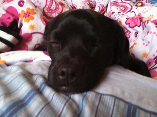 shushudean1's profile picture. 