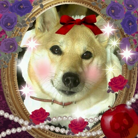 犬変態2級。まだまだ有段への道は遠い。心身共に可愛い赤柴みみ嬢（16歳）とウダウダ過ごしております。巻き込みリプとても苦手。
