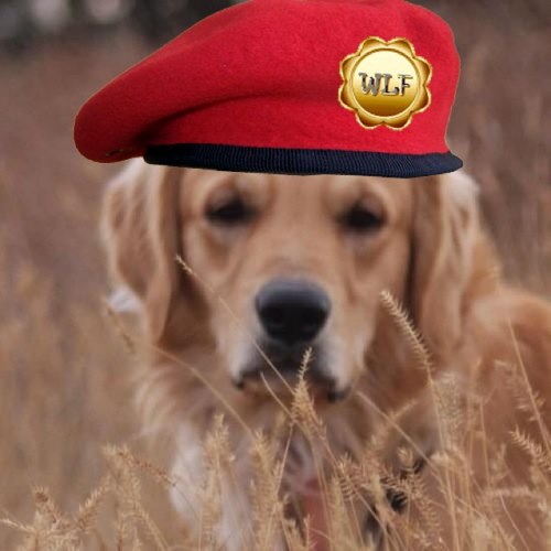 hijacked my golden retrievers account cause it’s important