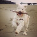 Cary Lieberman - @carylieberman - Twitter