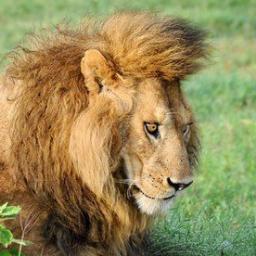 GamerAnimeTom's profile picture. follow me and I will follow you! : D