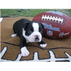 DogsMyFriends's profile picture. I like dogs