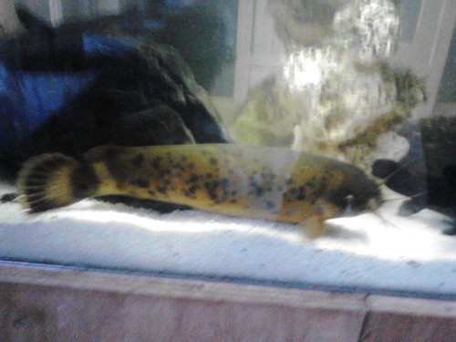 broodmetei's profile picture. 