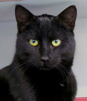 blackcat_bobby's profile picture. Hallo, ik ben Bobby, een zwarte (ex) kater, geboren op 15-03-2012 en vernoemd naar Bob Marley.Sinds 16-02-2013 de opvolger van mijn illustere voorgangster Pino.