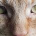 Chris Leeson (@feedthepaw) Twitter profile photo Chris Leeson (@feedthepaw) Twitter profile photo